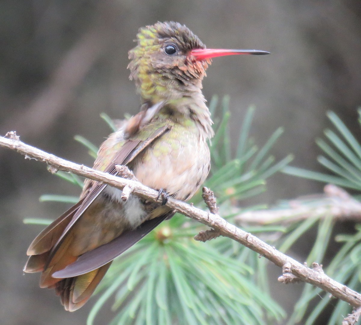 Gilded Hummingbird - Numa Nazar