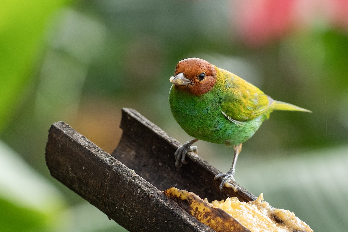 Bay-headed Tanager (Bay-and-green) - ML614324520