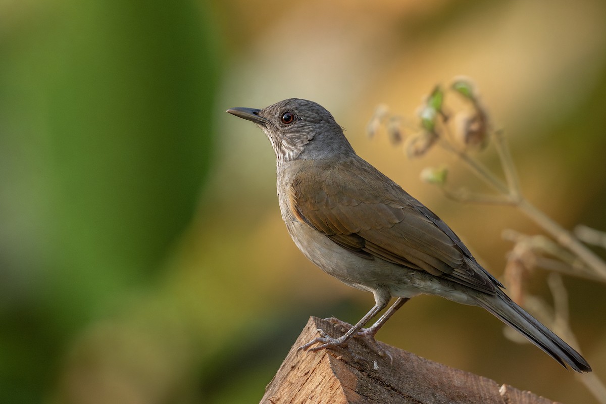 Pale-breasted Thrush - ML614324609