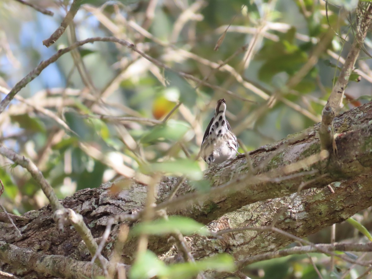 Black-and-white Warbler - ML614324619