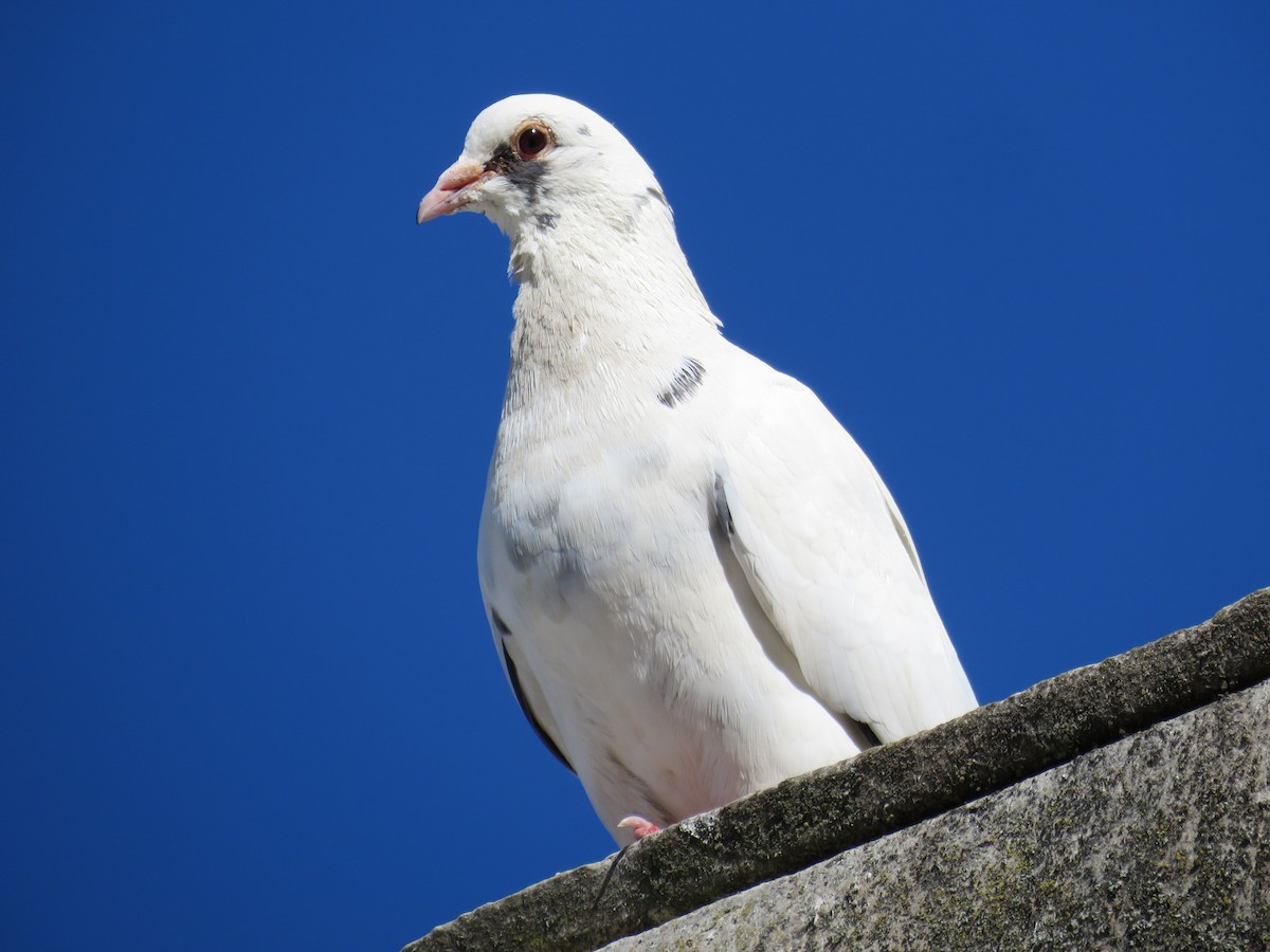 Pigeon biset (forme domestique) - ML614324624