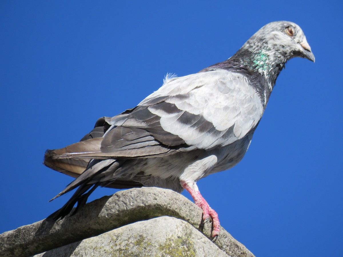 Rock Pigeon (Feral Pigeon) - ML614324626