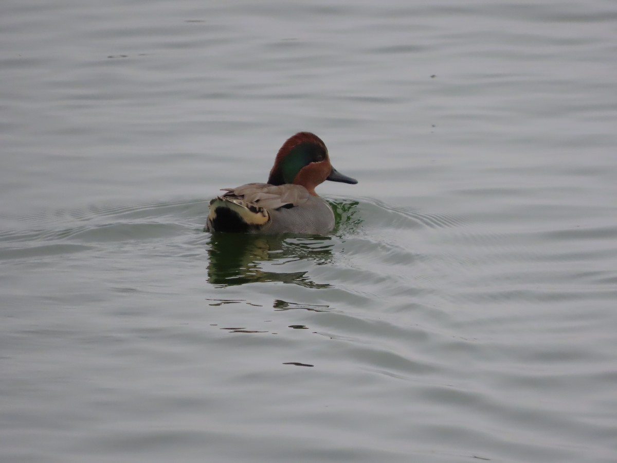 Green-winged Teal - ML614324671