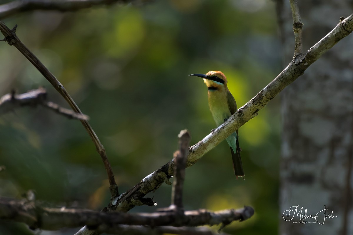 Rainbow Bee-eater - Mihir Joshi