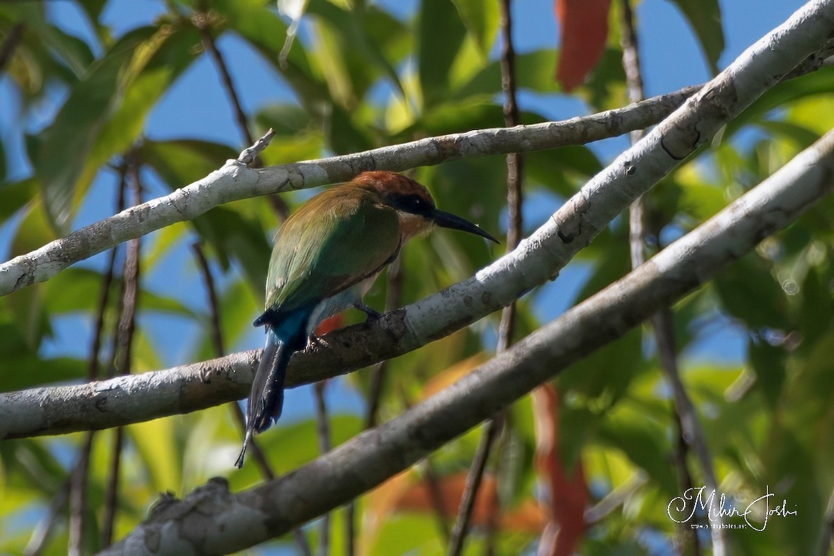 Rainbow Bee-eater - ML614324697