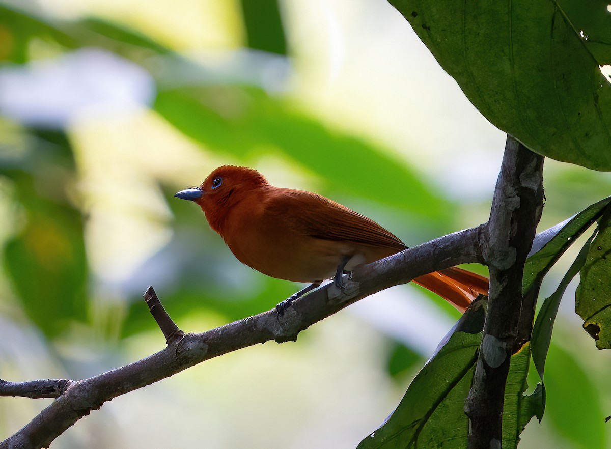 Rufous Paradise-Flycatcher (Southern) - ML614324753