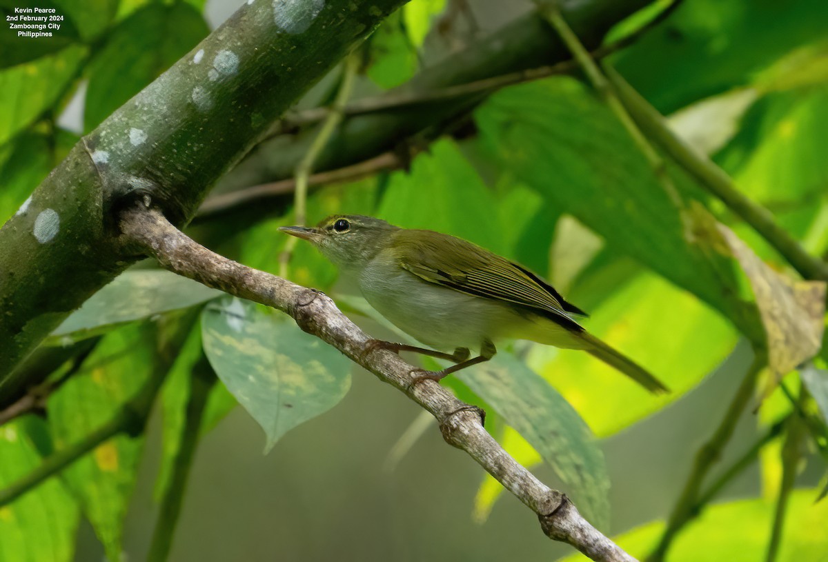 Philippine Leaf Warbler - ML614324868