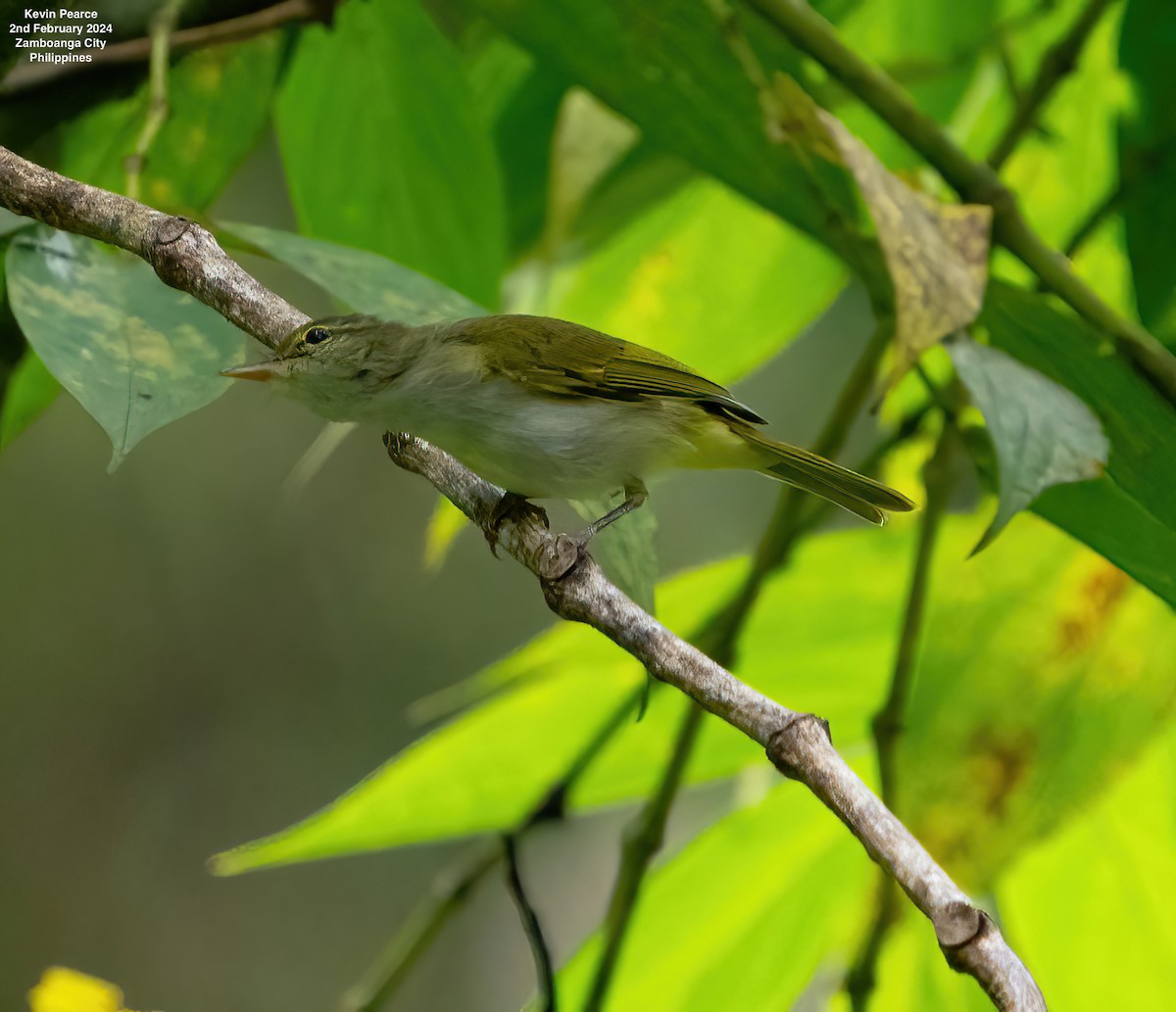 Philippine Leaf Warbler - ML614324869