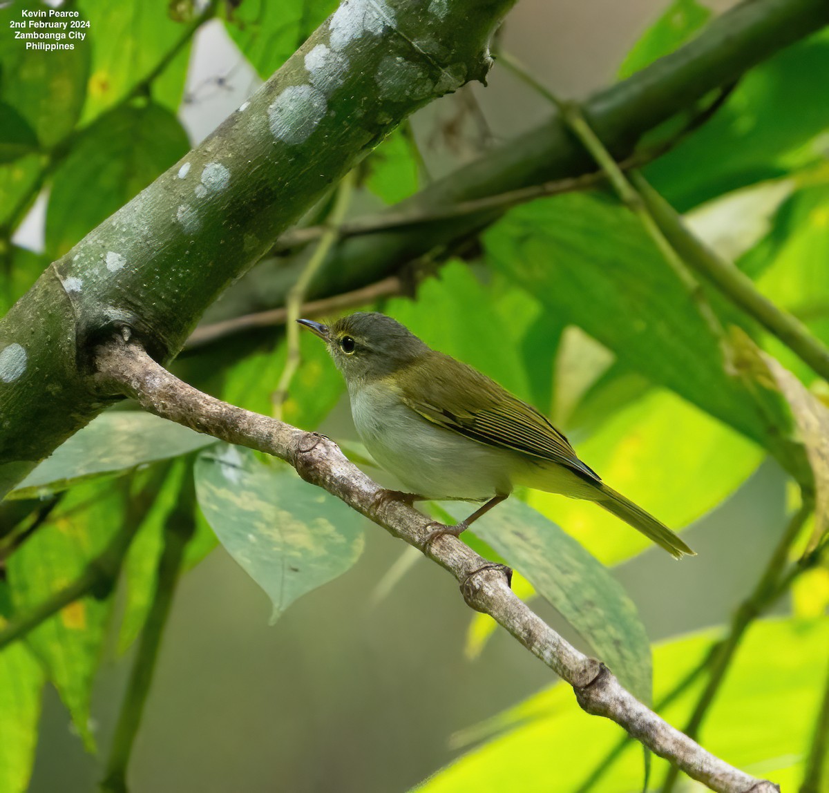 Philippine Leaf Warbler - ML614324870