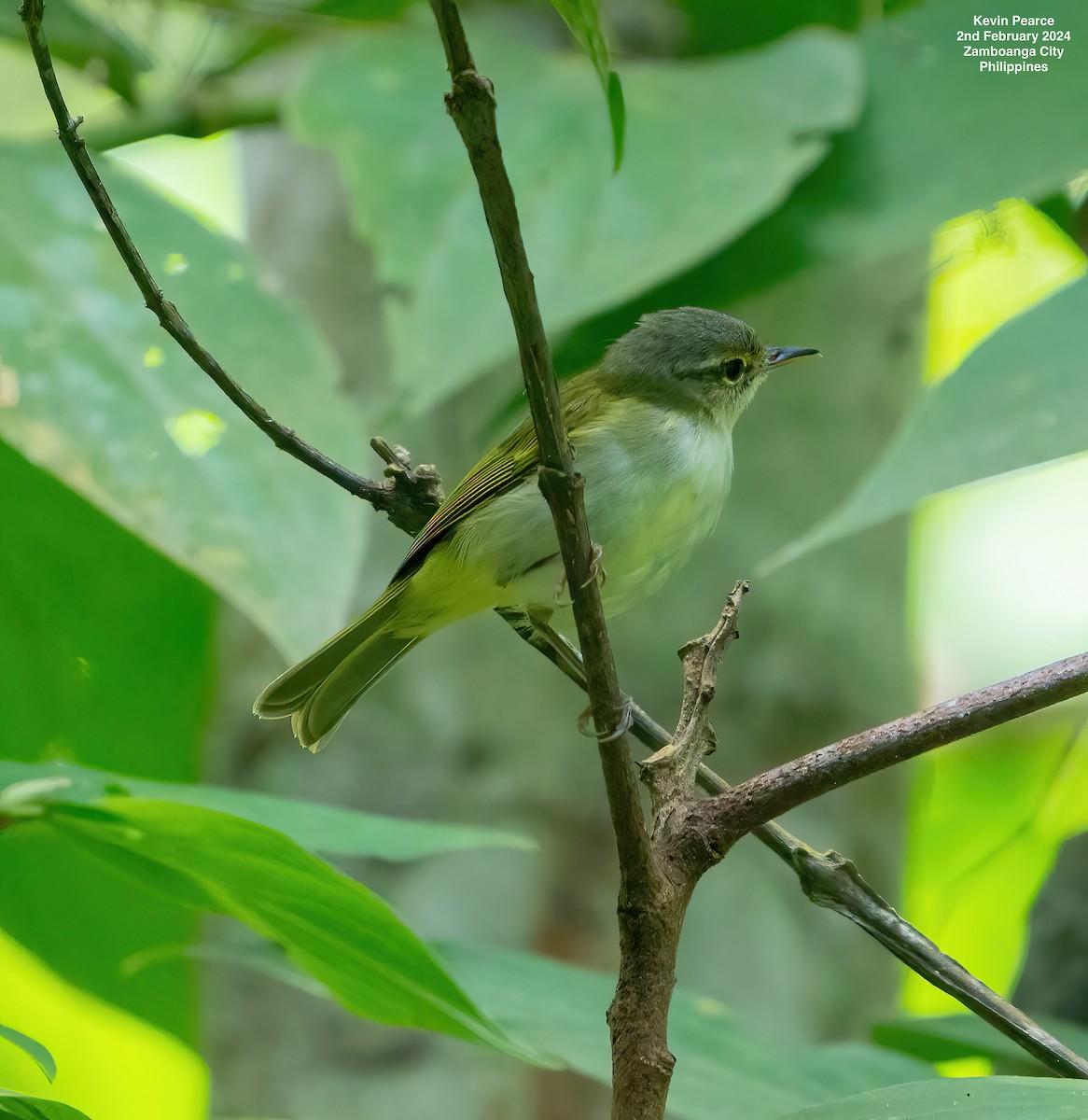 Philippine Leaf Warbler - ML614324871