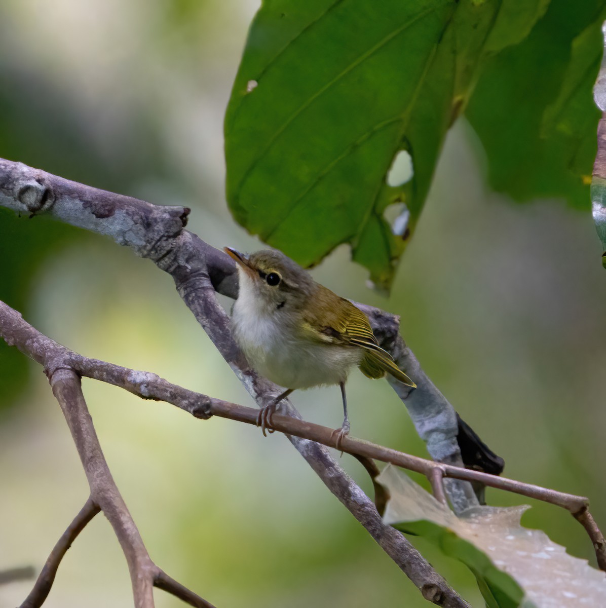 Philippine Leaf Warbler - ML614324875