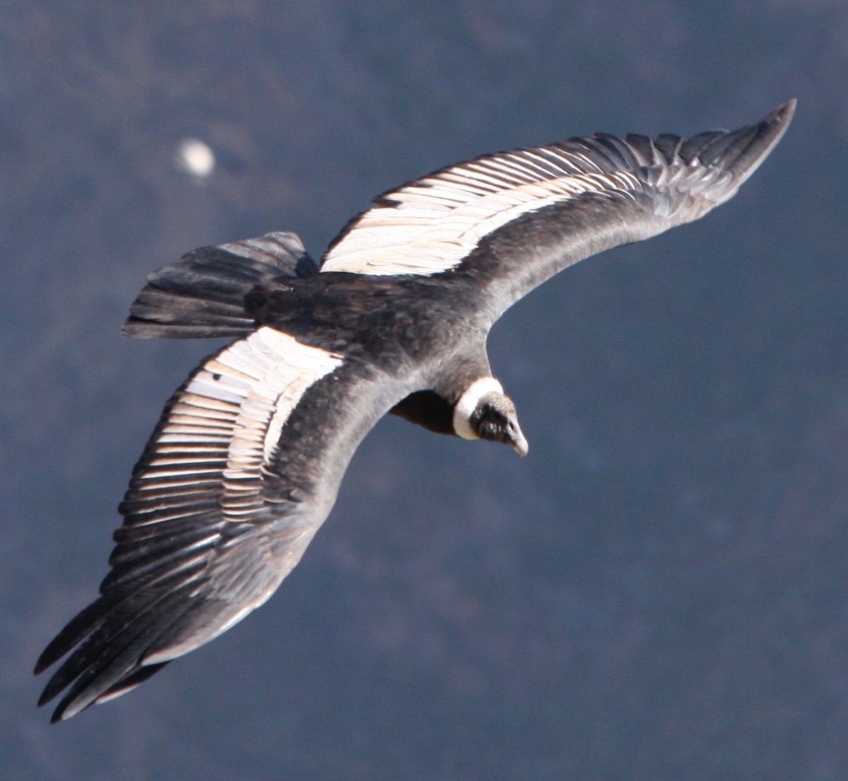 Andean Condor - ML614325057