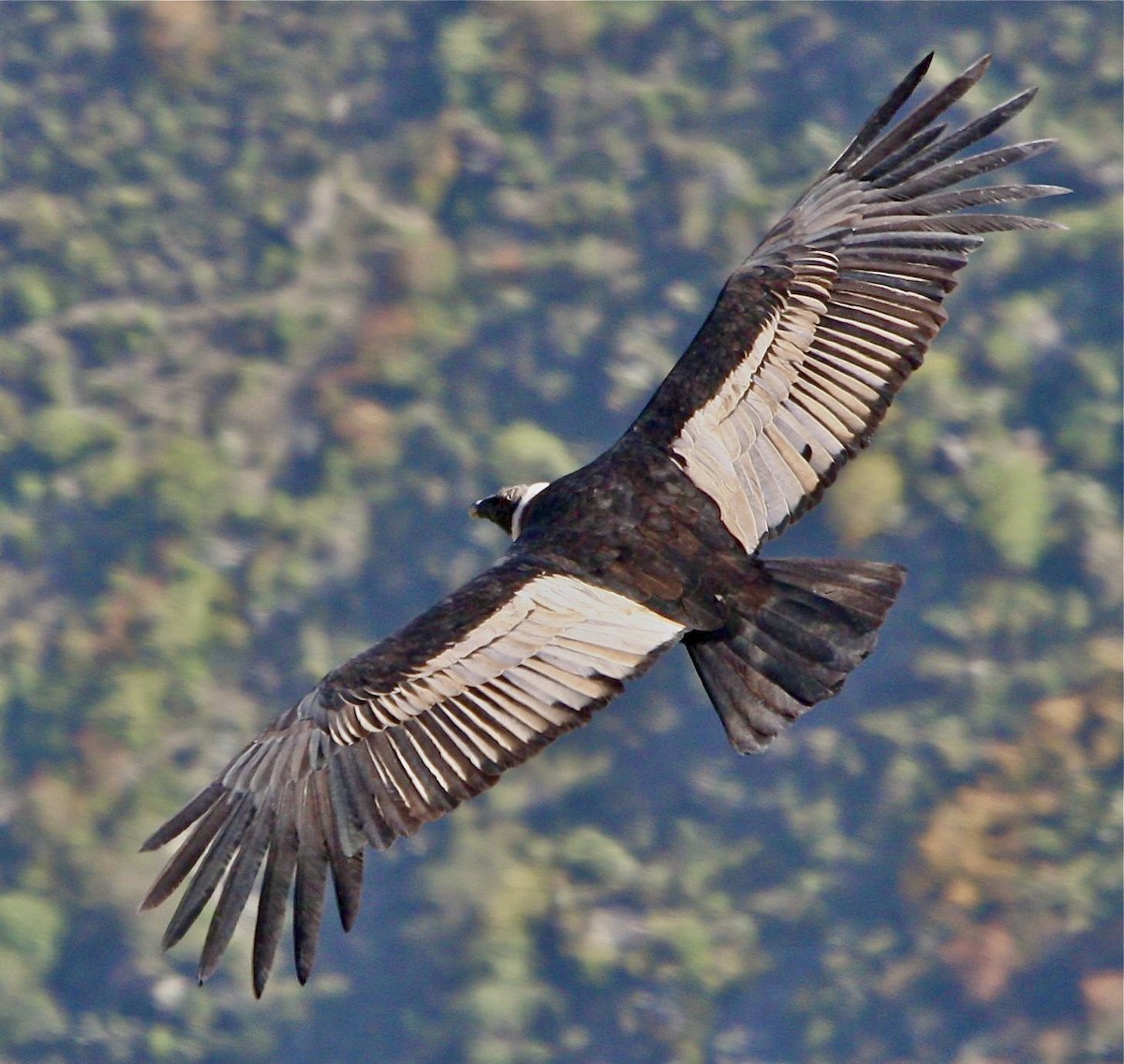 Andean Condor - ML614325061
