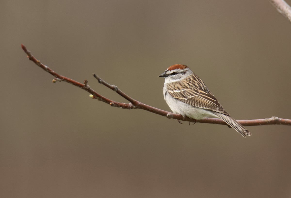 Chipping Sparrow - ML614325276