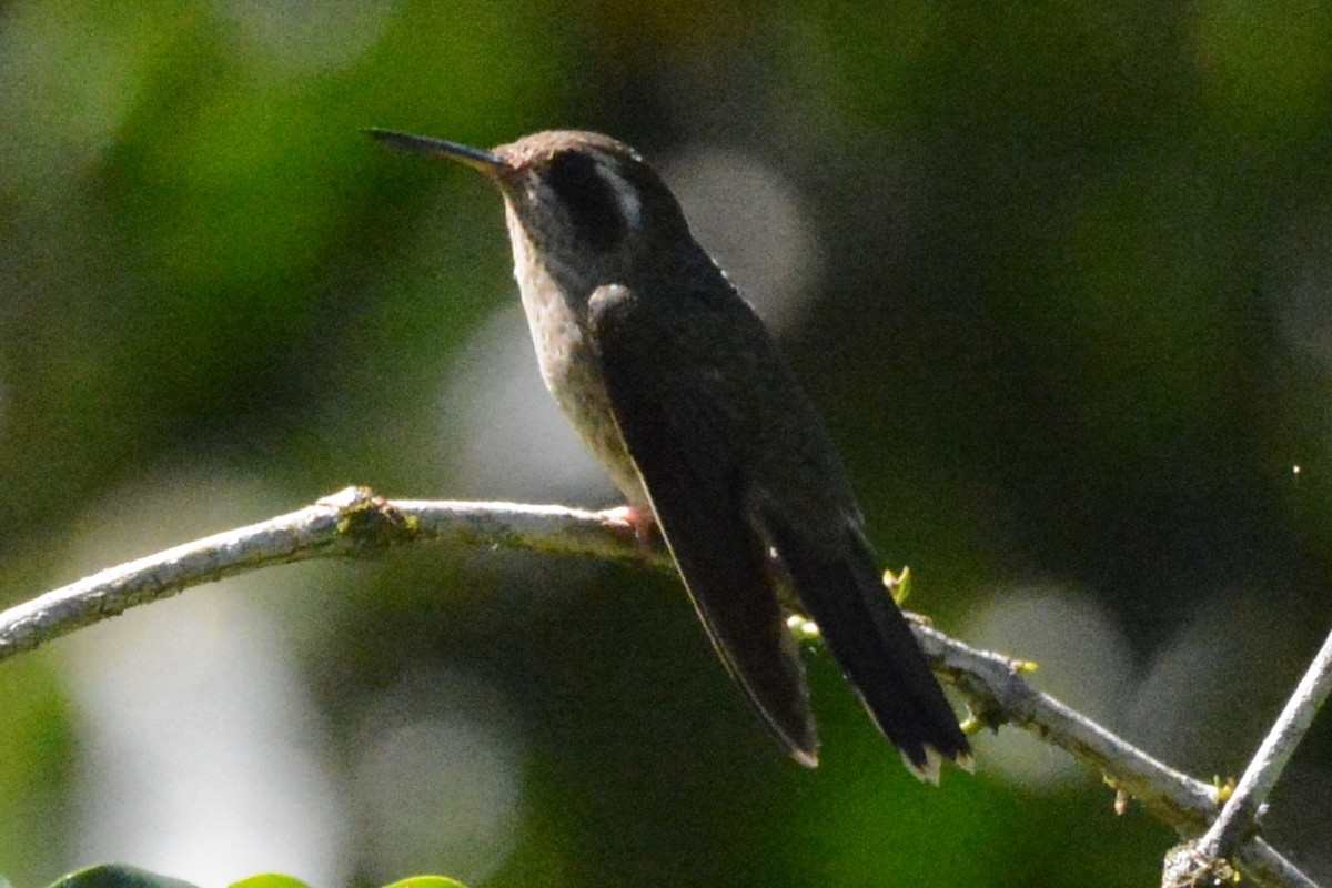 Speckled Hummingbird - ML614325534