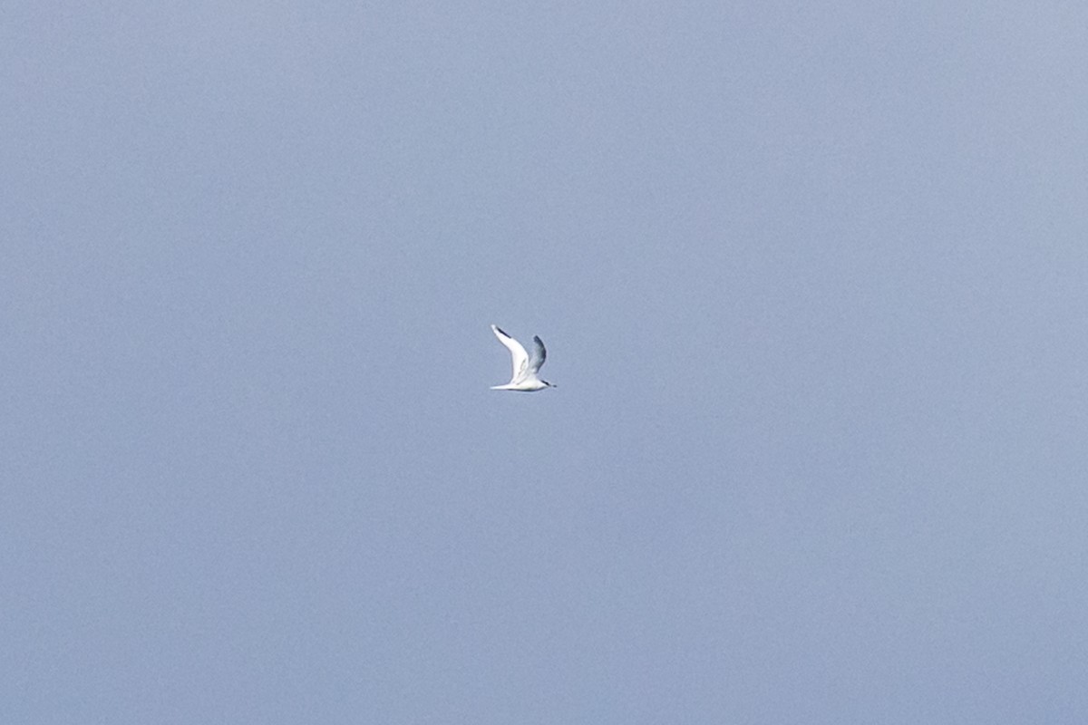 White-tailed Tropicbird - ML614325717