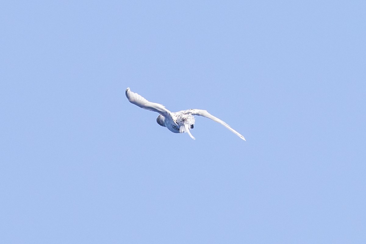 White-tailed Tropicbird - ML614325823