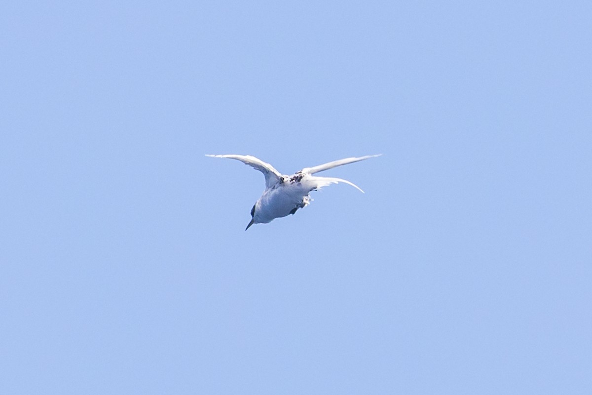 White-tailed Tropicbird - ML614325825