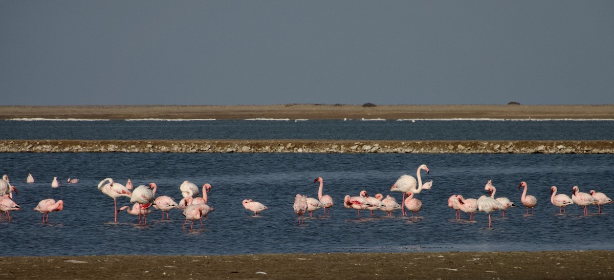 Lesser Flamingo - ML614325880