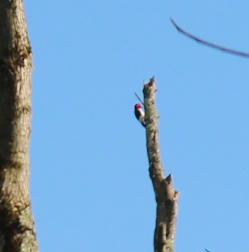 Red-headed Woodpecker - ML614325938