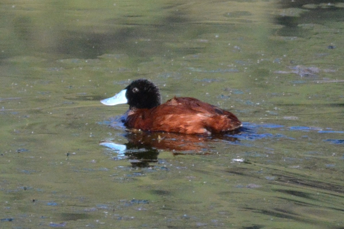 Andean Duck (ferruginea) - ML614326022