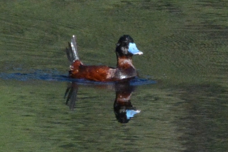 Andean Duck (ferruginea) - ML614326039