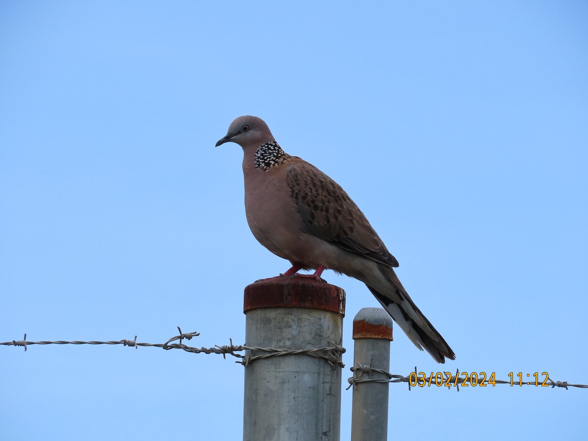 Spotted Dove - ML614326046