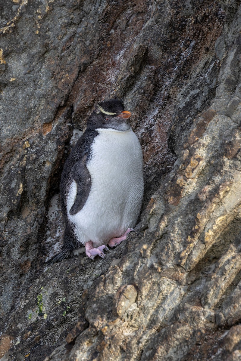 Pingüino Saltarrocas Meridional (filholi) - ML614326108