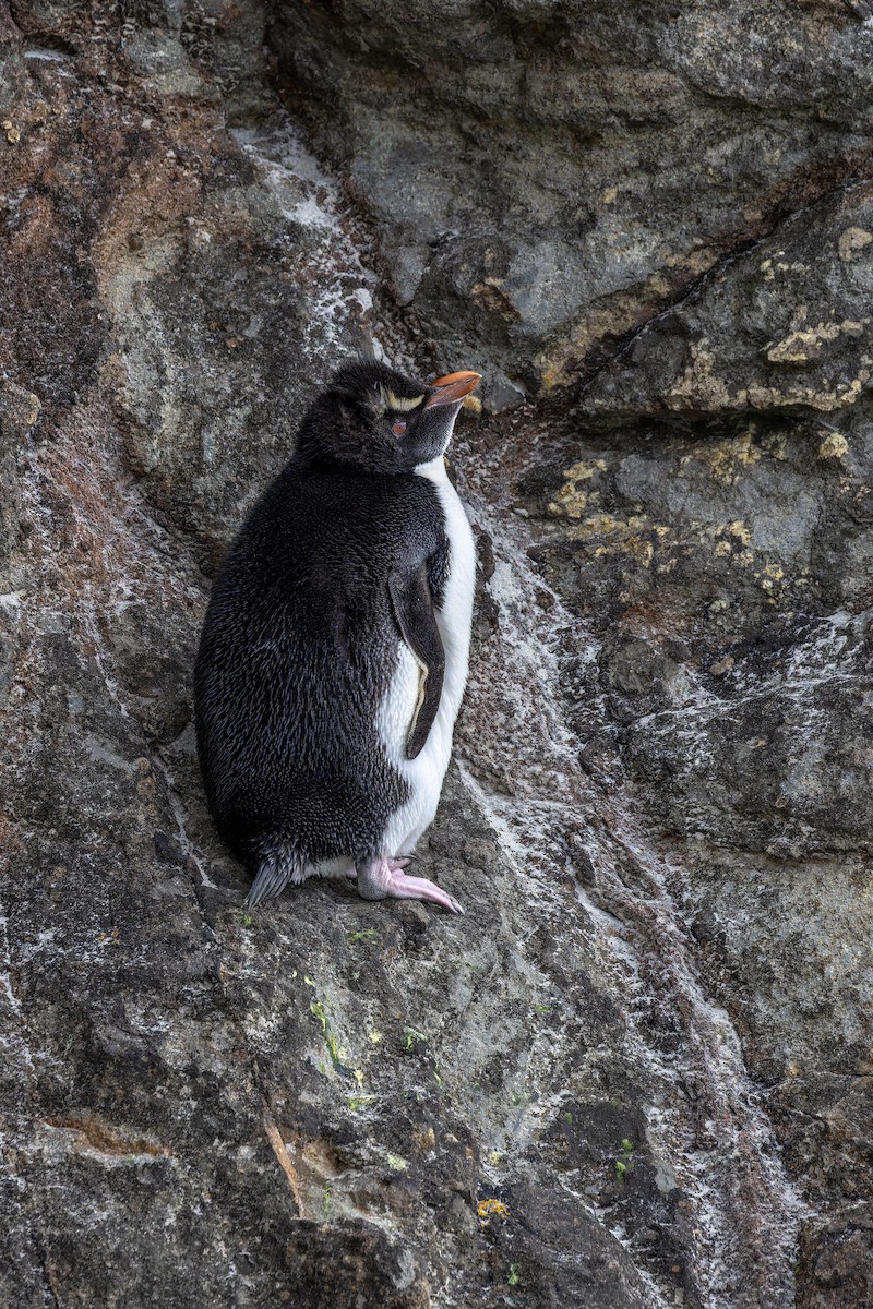 Southern Rockhopper Penguin (Eastern) - ML614326109