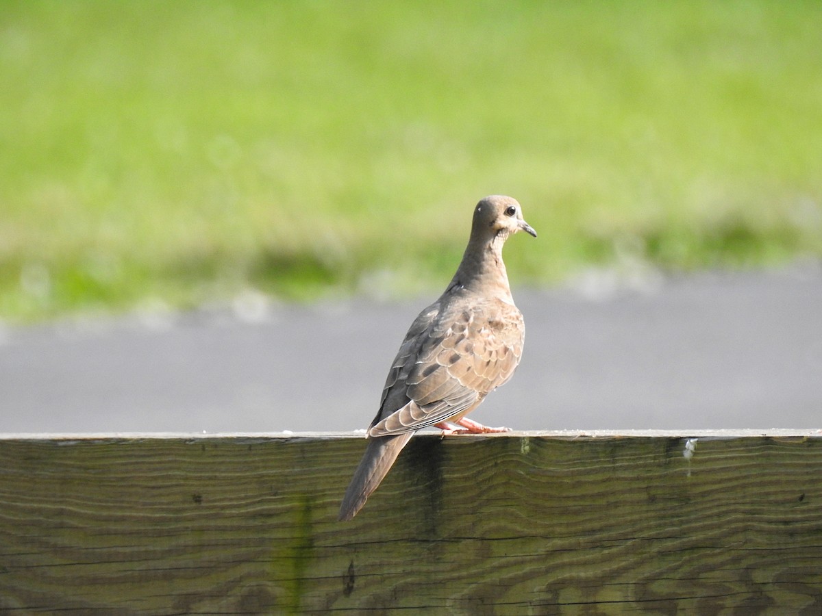 Mourning Dove - Emphe Ghie