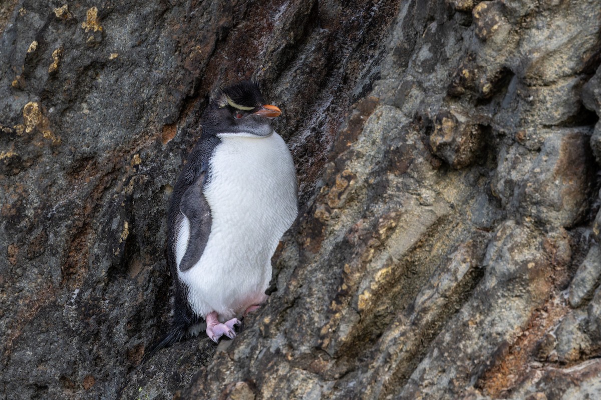 Pingüino Saltarrocas Meridional (filholi) - ML614326123