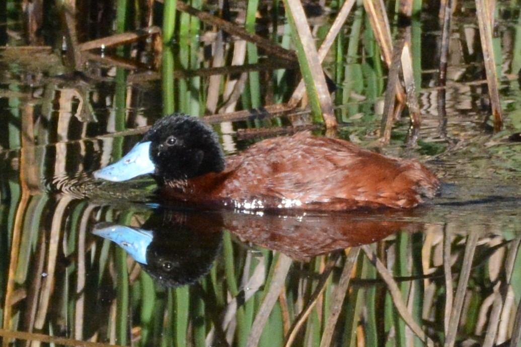 Andean Duck (ferruginea) - ML614326124