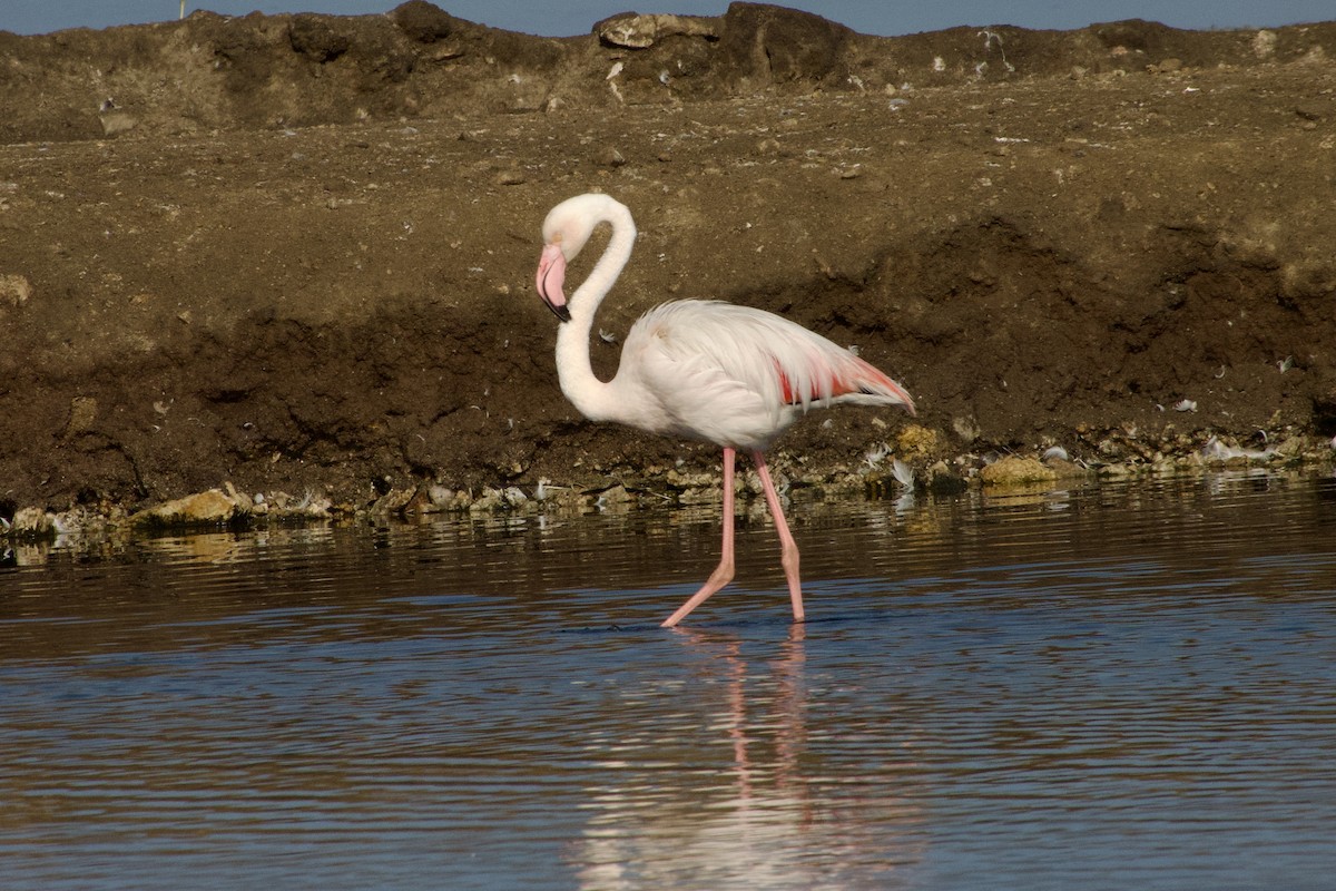 Greater Flamingo - ML614326204