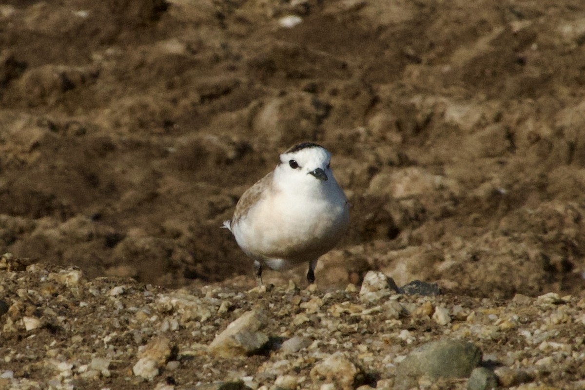 White-fronted Plover - ML614326216