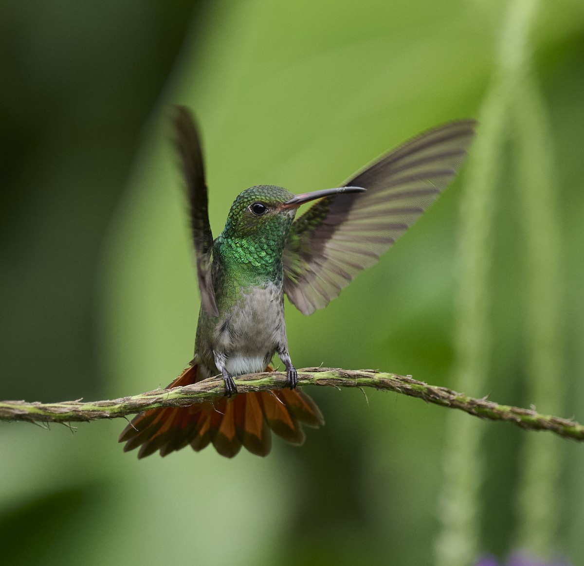 Rufous-tailed Hummingbird - ML614326351