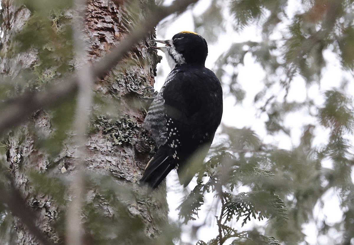 Black-backed Woodpecker - ML614326369