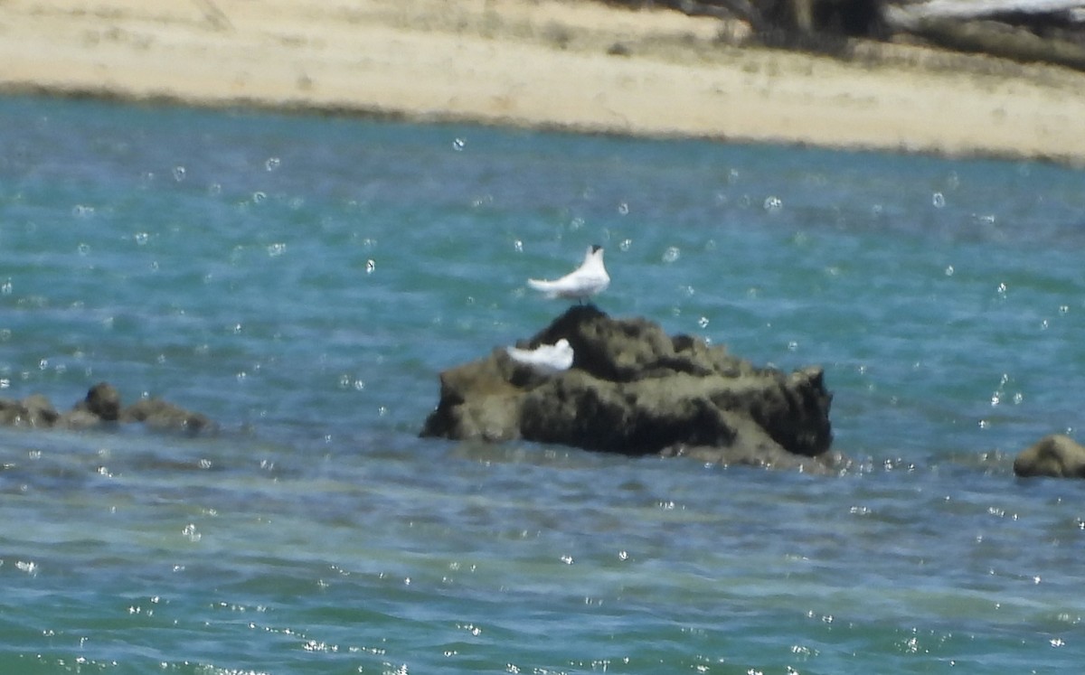 Black-naped Tern - Nick Komar
