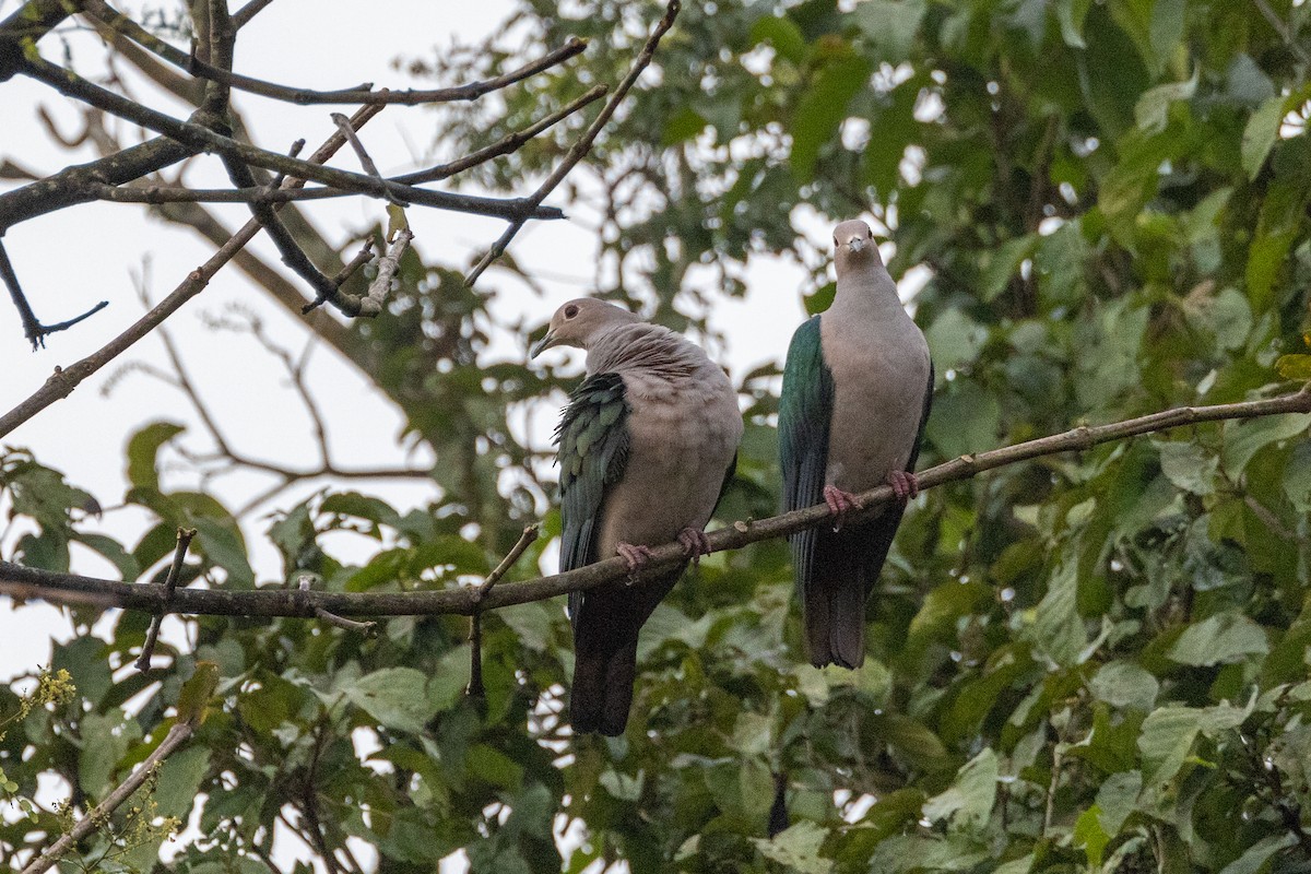 Green Imperial-Pigeon (Green) - ML614327246