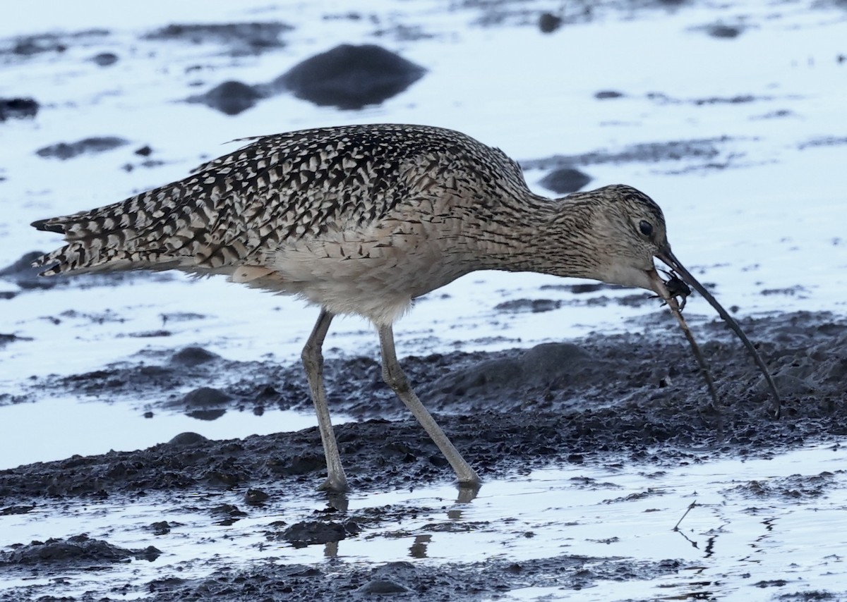 Long-billed Curlew - ML614327333