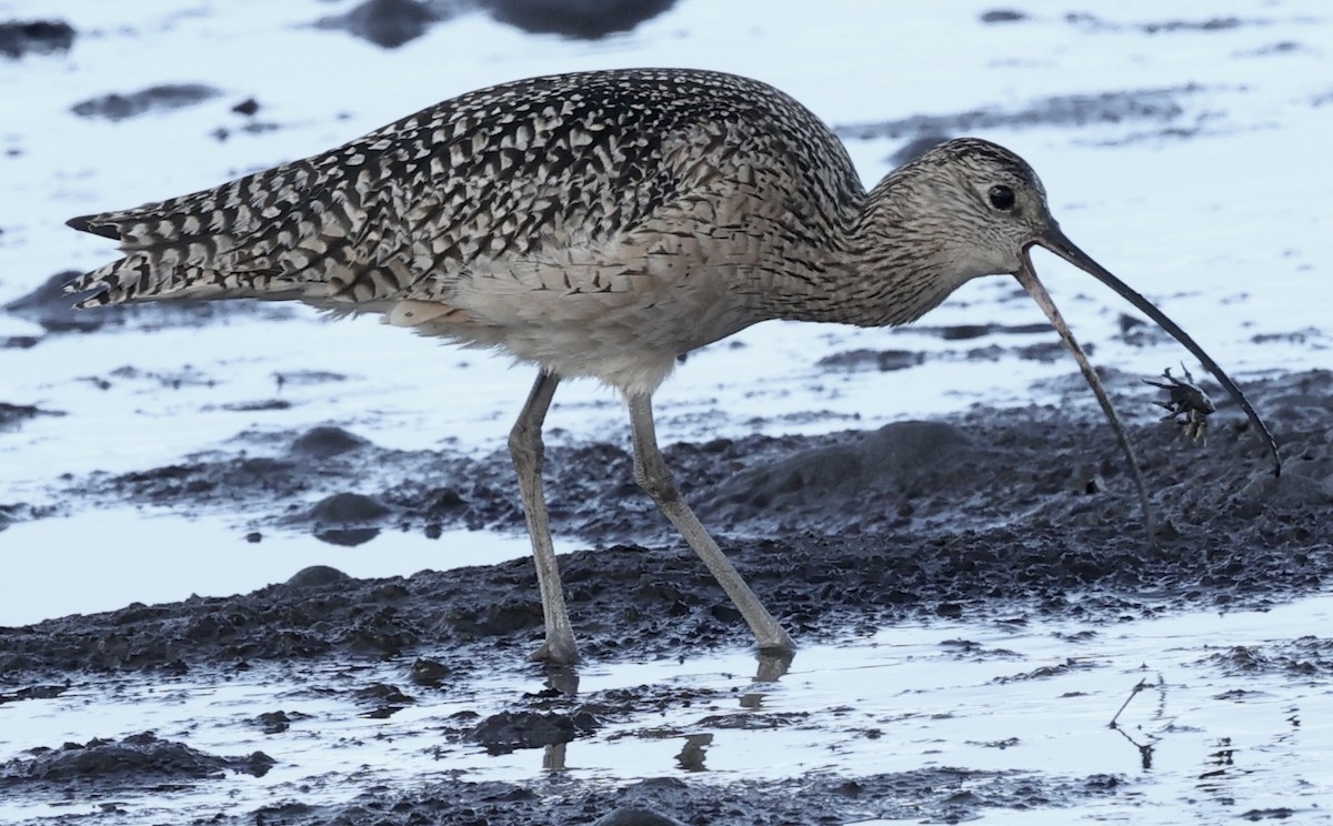 Long-billed Curlew - ML614327334