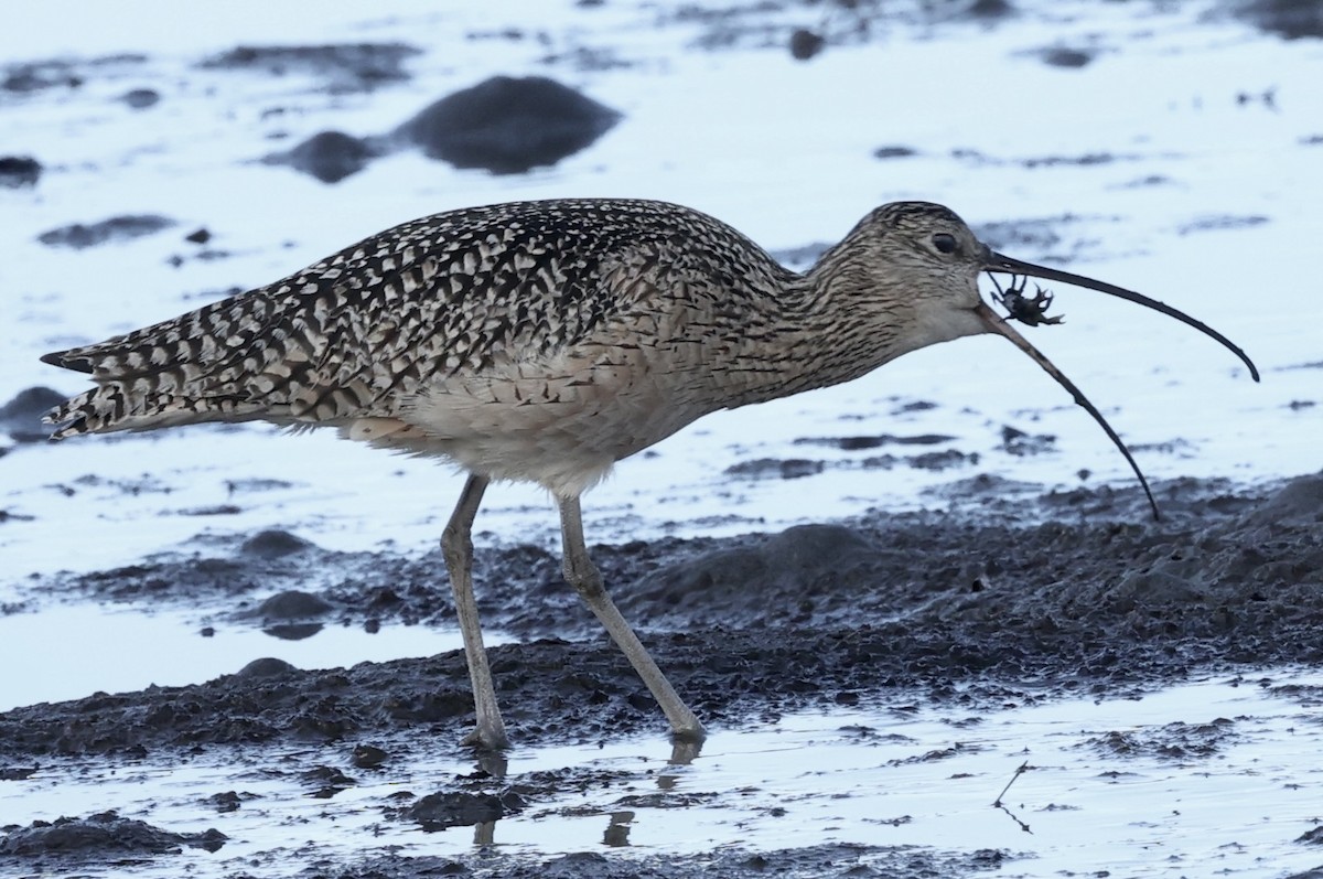 Long-billed Curlew - ML614327349