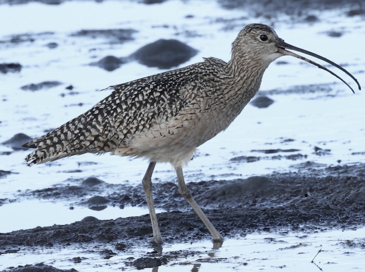 Long-billed Curlew - ML614327350