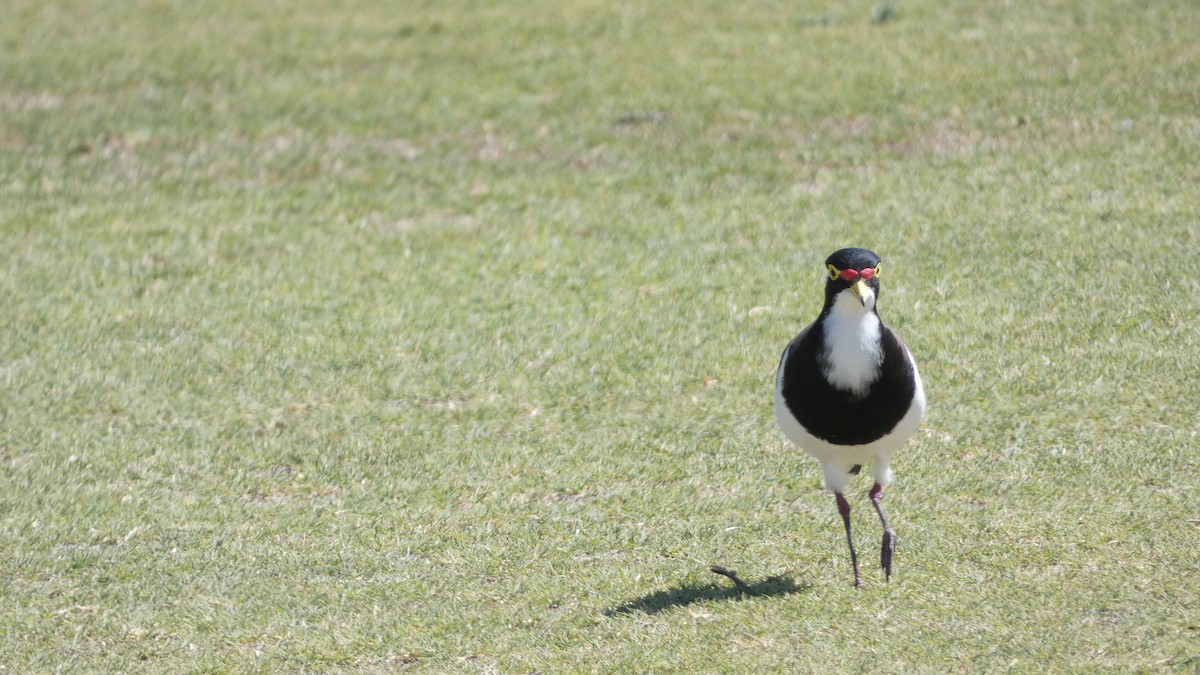 Banded Lapwing - ML614327441