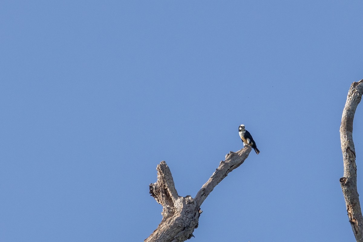 White-fronted Falconet - ML614327713