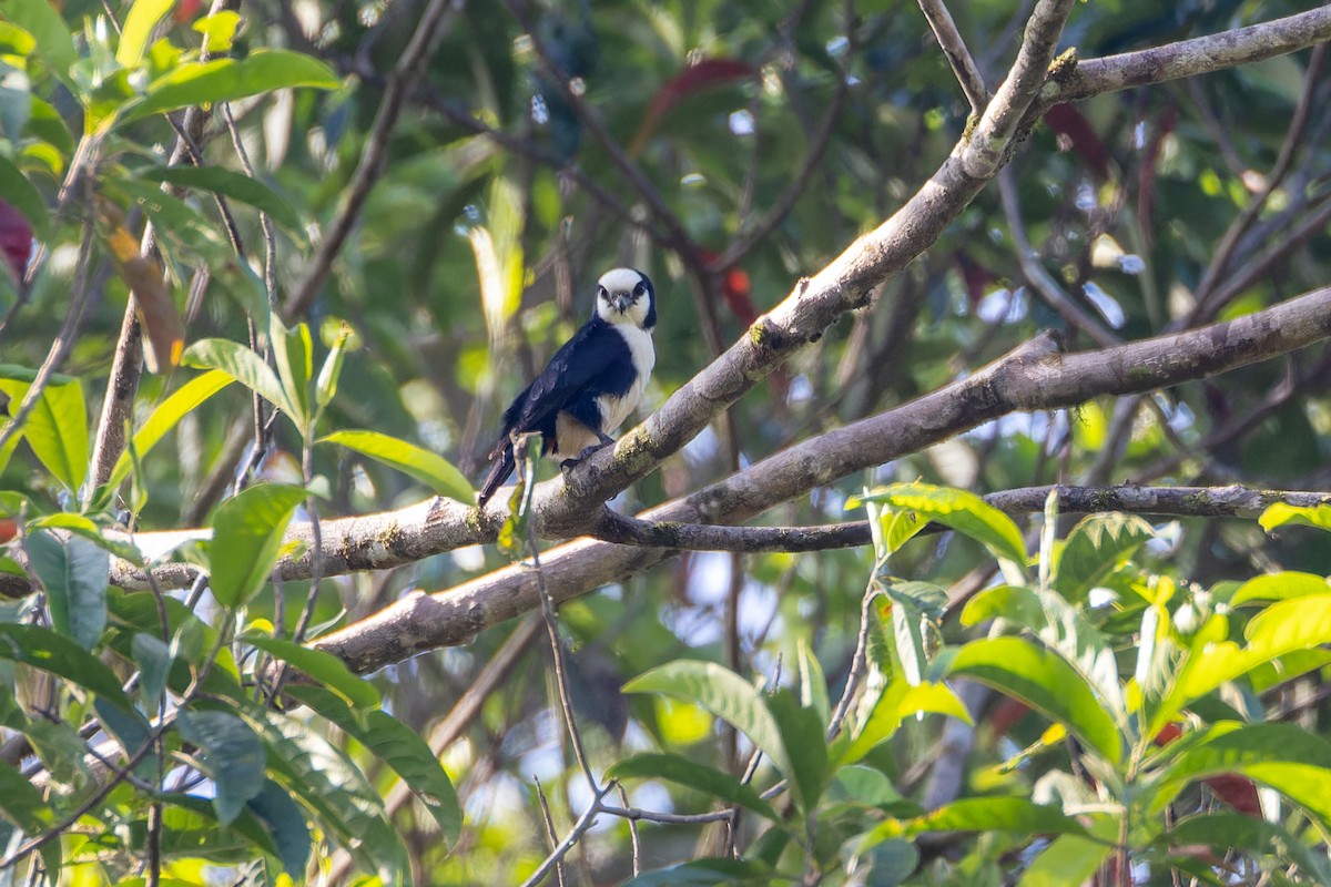White-fronted Falconet - ML614327808