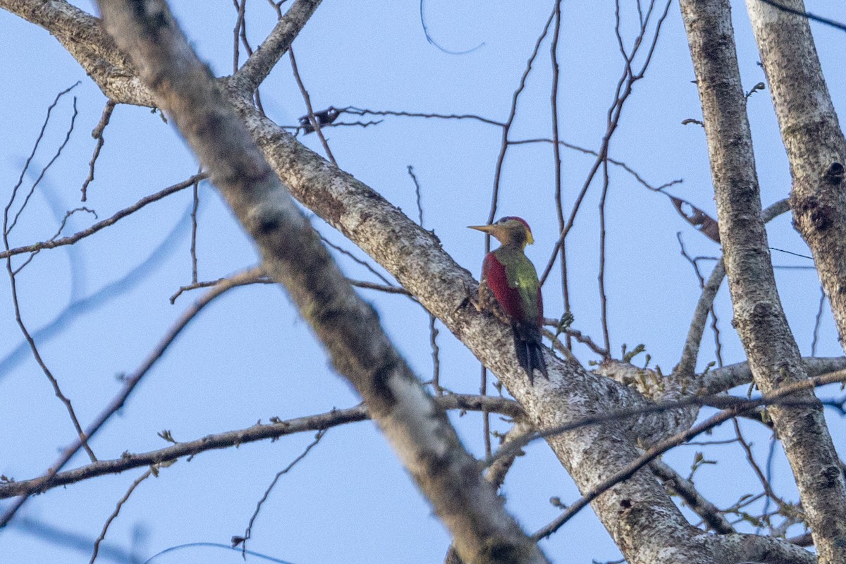 Crimson-winged Woodpecker - ML614327934