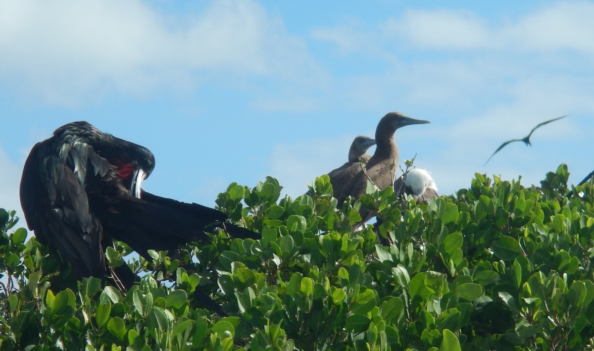 Brown Booby - ML614328041