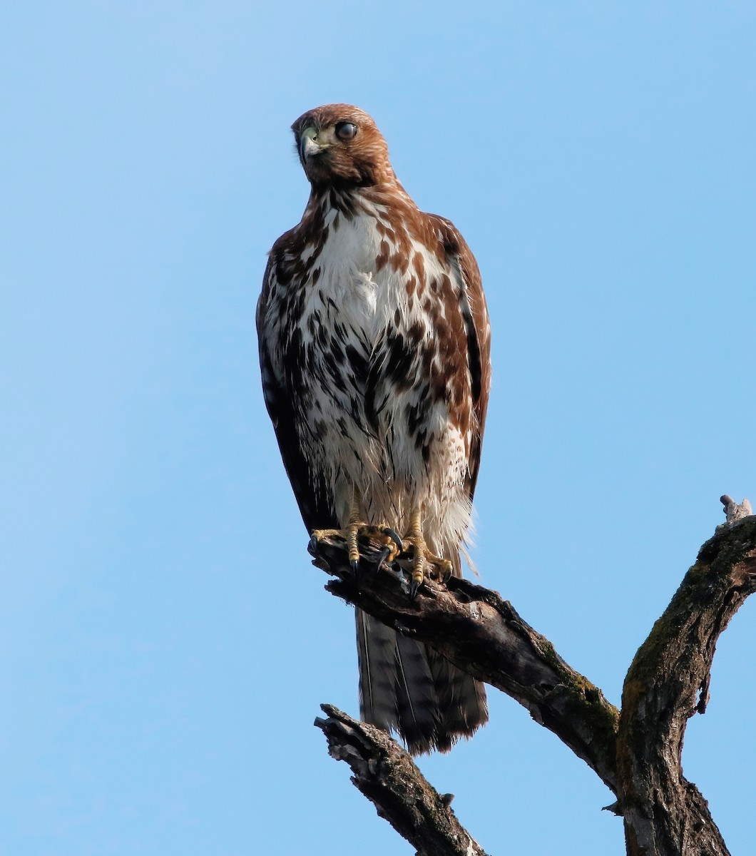 Red-tailed Hawk - ML614328128