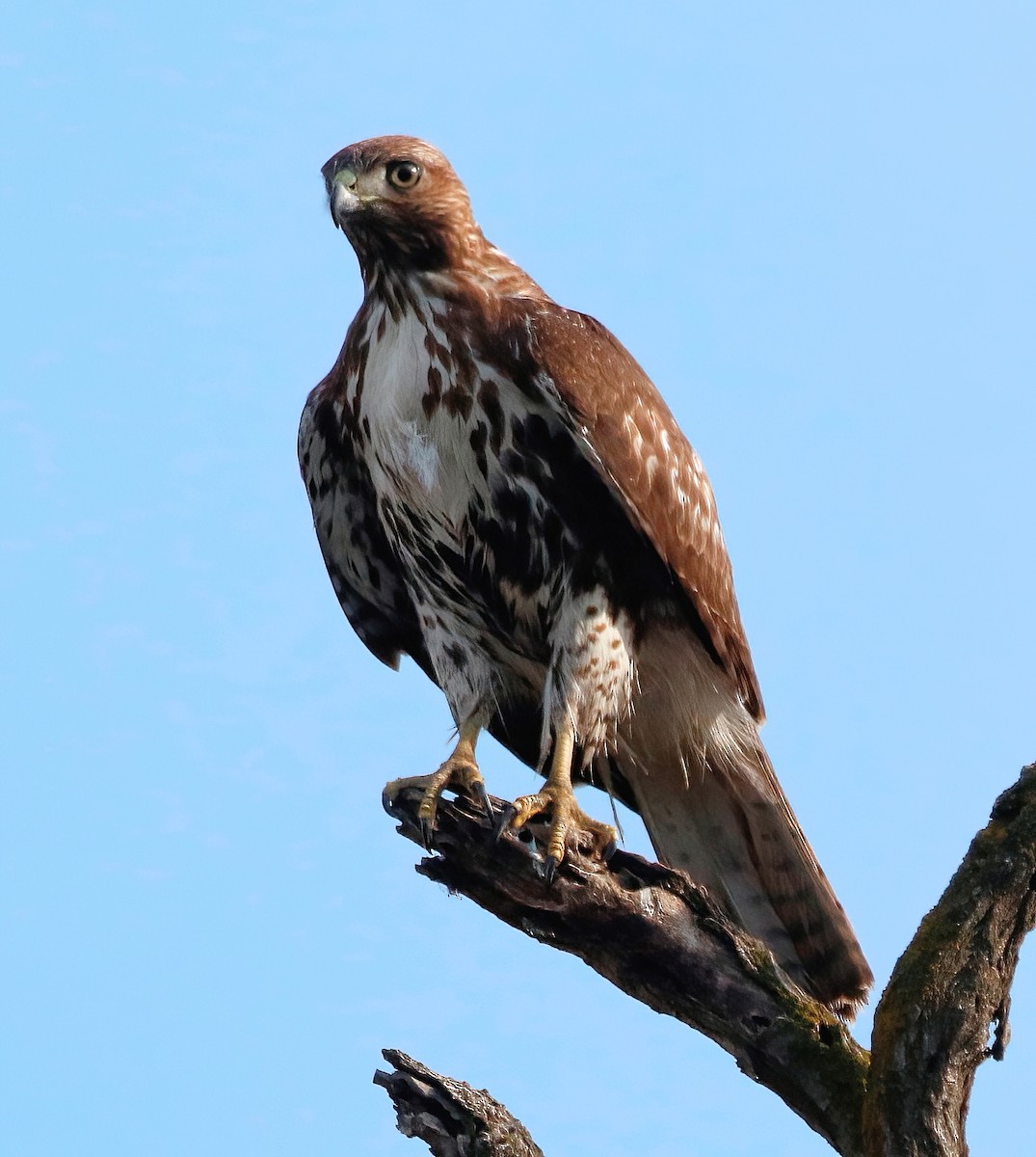 Red-tailed Hawk - ML614328192