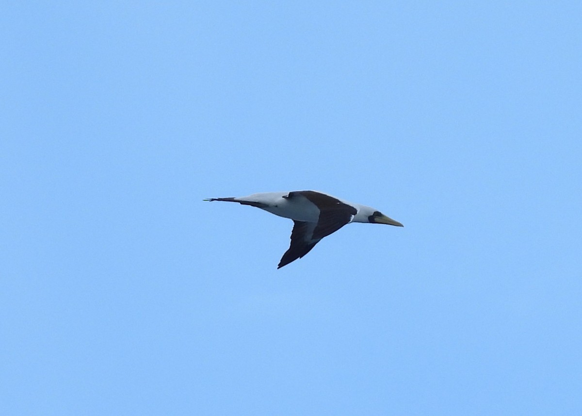 Masked Booby - ML614328243